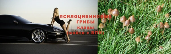 PSILOCYBIN Богородицк