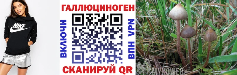 Купить закладки  Ливны  Галлюциногенные грибы мицелий 